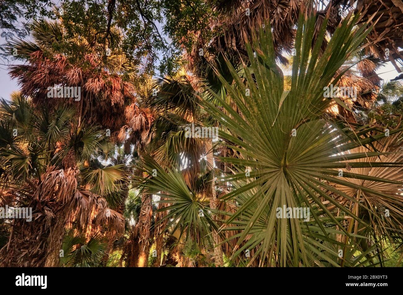 Sabal Palms (Sabal Mexicana) bei Sonnenaufgang, Sabal Palm Grove Sanctuary in der Nähe von Brownsville, Rio Grande Valley, Texas, USA Stockfoto