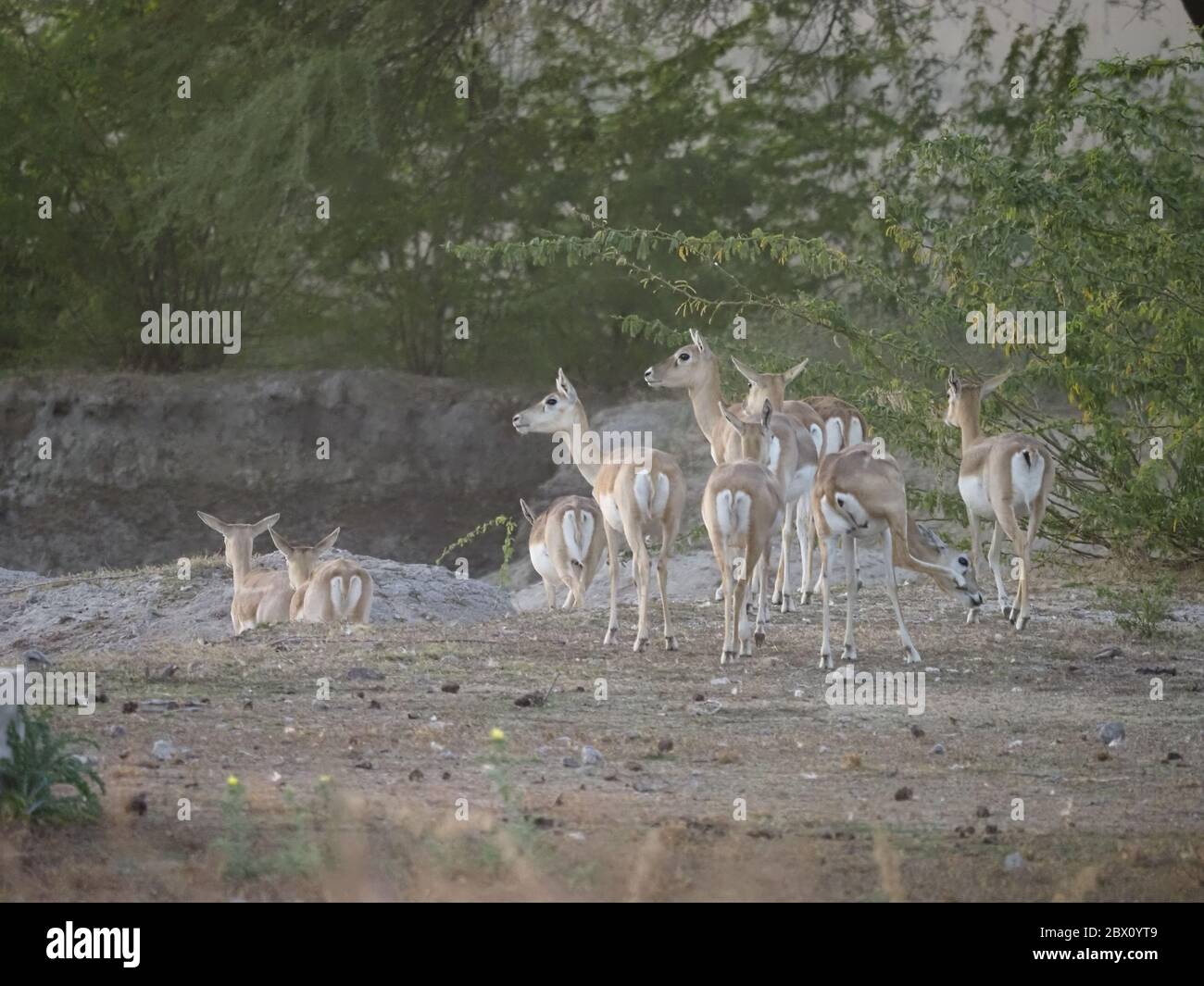 Blackbuck - MaleAntilope cervicapra Rajasthan, Indien MA003875 Stockfoto