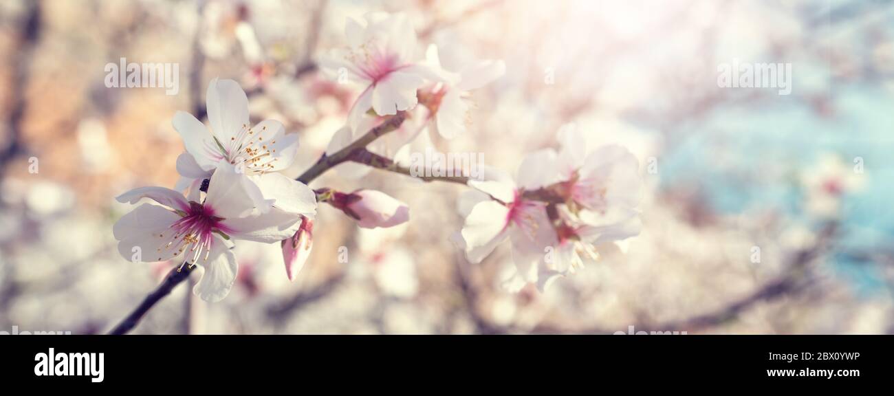Closeup Blume der Pflaumenblüte im Frühjahr. Banner und Hintergrund der Frühlingsblumen und Bestäubung Konzept. Hochwertige Fotos Stockfoto