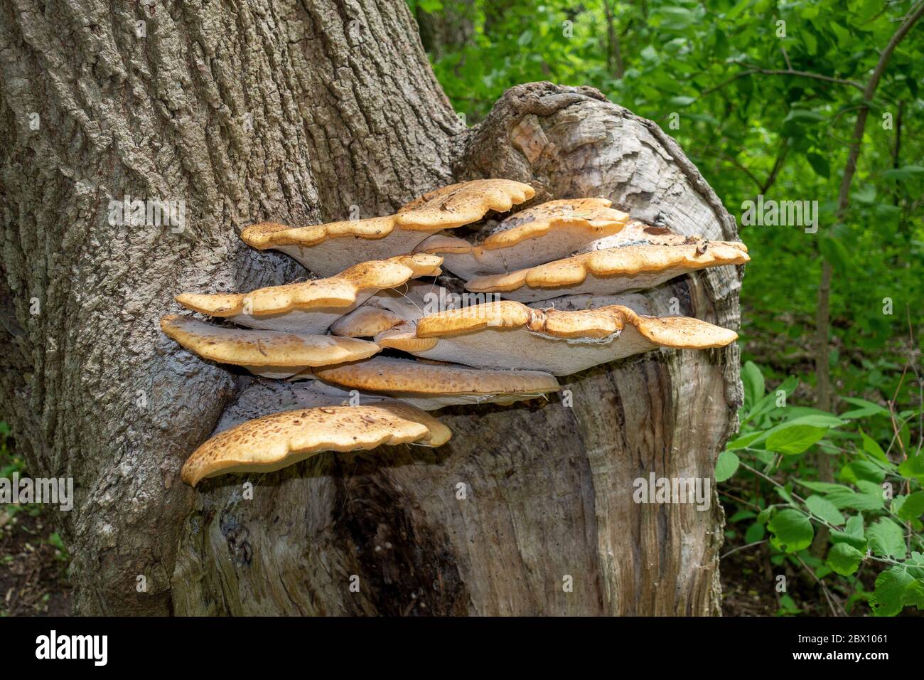 Cluster von Dryads Sattel (Polyporus squamosus), Pilz auf EINEM Baumstamm, auch als schuppige Polypore bekannt, Fasane Back in A Forest Stockfoto