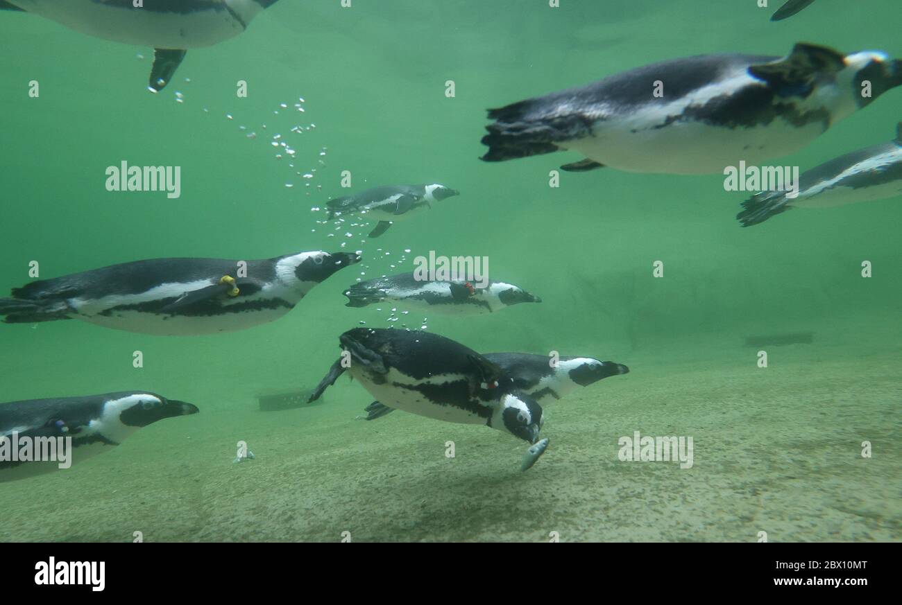 firo 06/04/2020 ZOO, ZOOM Gelsenkirchen Gespenstige Pinguine, Pinguinbucht in der ZOOM Adventure World, Tiere, Eröffnung der neuen Pinguinbucht für spektakuläre Pinguine 240 Quadratmeter Grovu ist das Becken, in dem die zwölf Vögel schwimmen und tauchen können. Eine Unterwasseransicht mit breiten Scheiben ermöglicht es den Besuchern, sie zu beobachten. An Land bieten Felsformationen Rückzugsmöglichkeiten, verschiedene Uferzonen sind vielfältig und ein Sandbereich erinnert an den Strand von Svºdafrikas. Afrikanische Pinguine sind dort zu Hause sowie in Namibia und Mosambik - weltweit im Einsatz Stockfoto