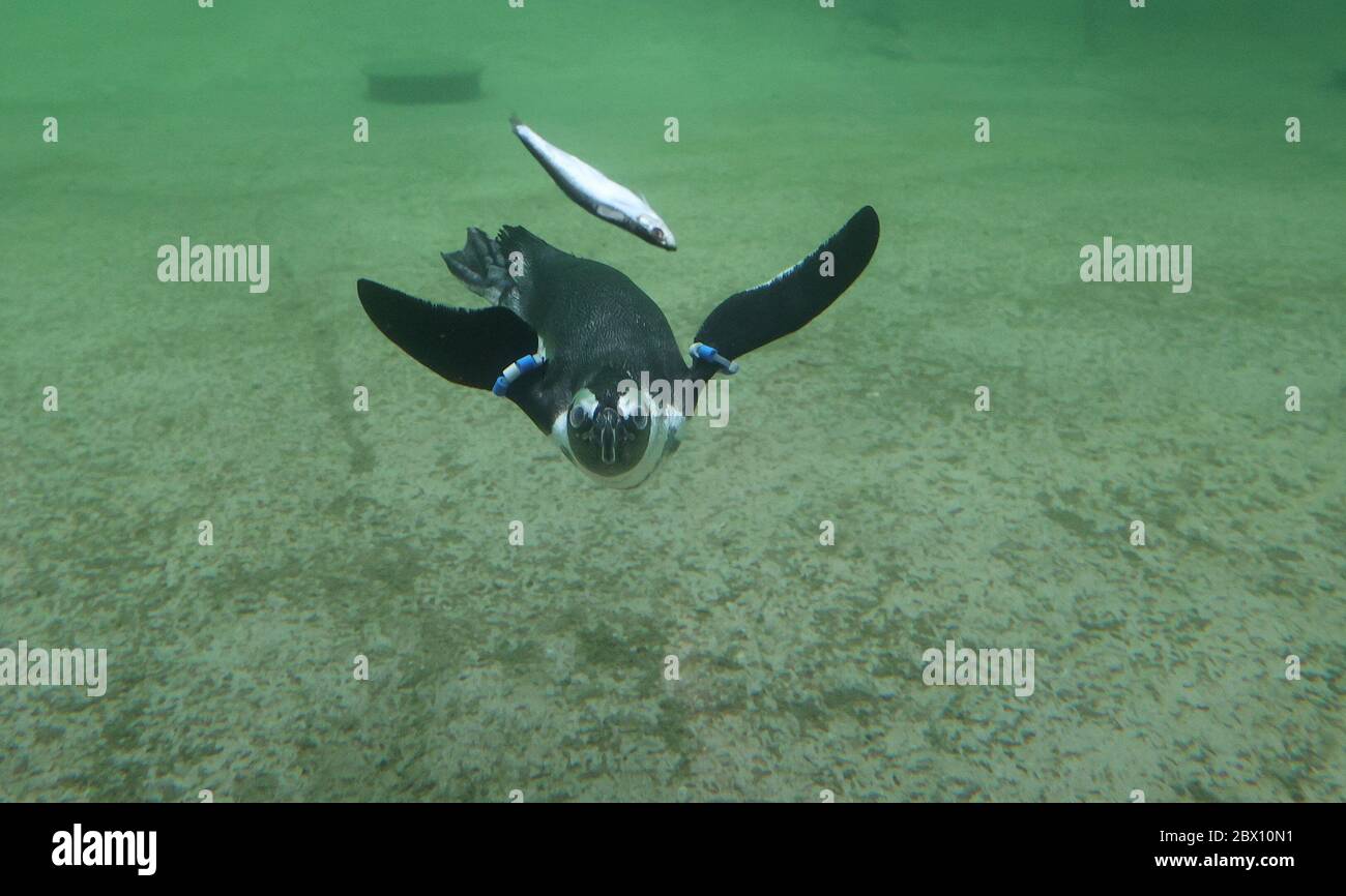 firo 04.06.2020 ZOO, ZOOM Gelsenkirchen Gespenstigen Pinguinen, Fütterung, Fisch Pinguin Bucht in der ZOOM Erlebniswelt, Tiere, Eröffnung der neuen Pinguin Bucht für Pinguine gemeinsame Wasserzone. 240 Quadratmeter Grovu ist der Pool, in dem die zwölf Vögel schwimmen und tauchen können. Eine Unterwasseransicht mit breiten Scheiben ermöglicht es den Besuchern, sie zu beobachten. An Land bieten Felsformationen Rückzugsmöglichkeiten, verschiedene Uferzonen sind vielfältig und ein Sandbereich erinnert an den Strand von Svºdafrikas. Afrikanische Pinguine sind dort zu Hause sowie in Namibia und Mosambik - weltweit im Einsatz Stockfoto