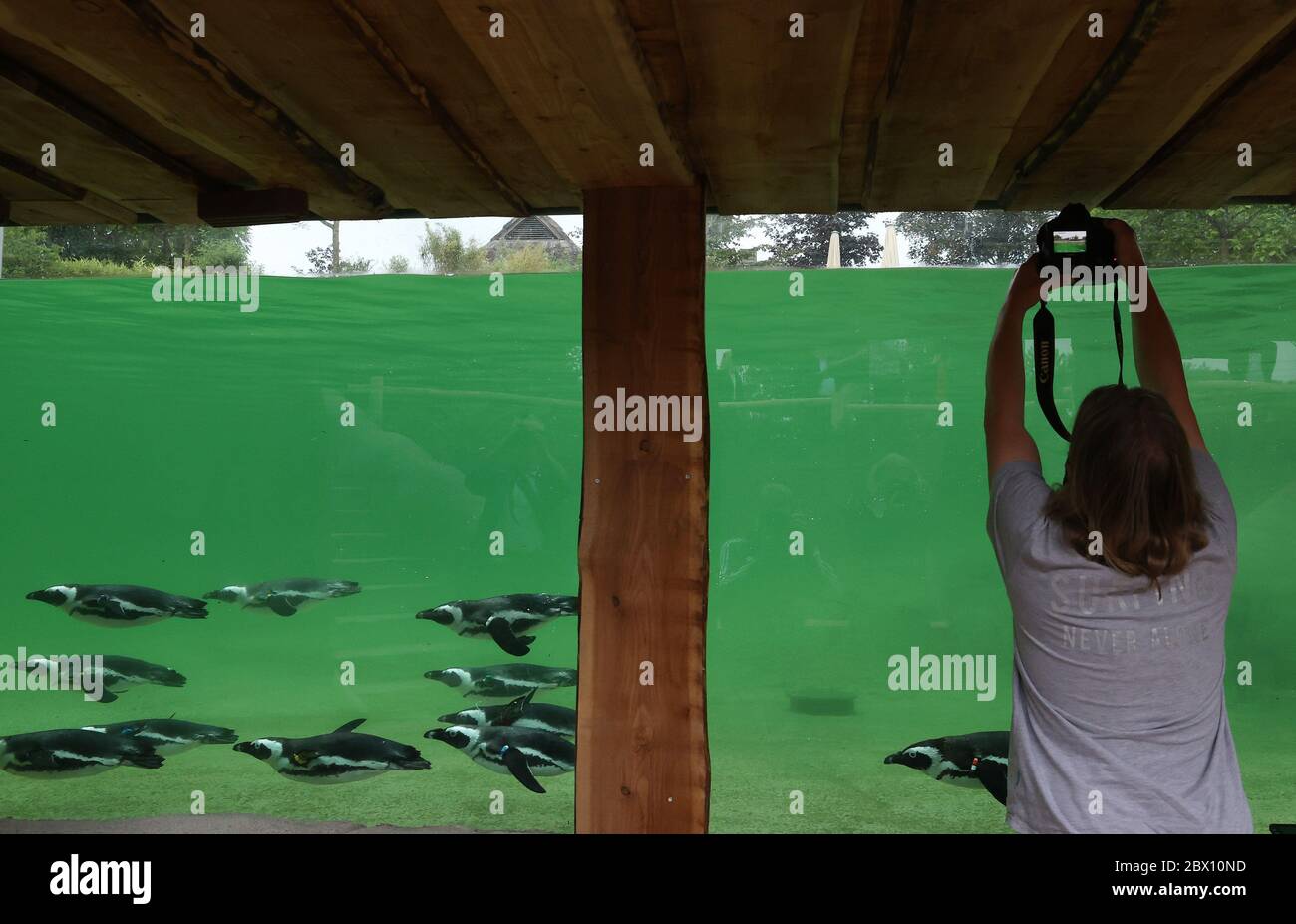 firo 06/04/2020 ZOO, ZOOM Gelsenkirchen beliebtes Fotomotiv der Fotografen Pinguin Bay in der ZOOM Erlebniswelt Tiere, Eröffnung der neuen Pinguin Bay für Pinguine die auf natürliche Weise gestalteten Pinguine sind in eine ländliche und eine weitläufige Wasserzone unterteilt. 240 Quadratmeter Grovu ist der Pool, in dem die zwölf Vögel schwimmen und tauchen können. Eine Unterwasseransicht mit breiten Scheiben ermöglicht es den Besuchern, sie zu beobachten. An Land bieten Felsformationen Rückzugsmöglichkeiten, verschiedene Uferzonen sind vielfältig und ein Sandbereich erinnert an den Strand von Svºdafrikas. Afrikanische Pinguine Stockfoto