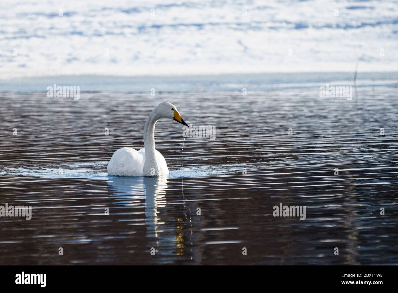 Singschwan, Cygnus cygnus beim Schwimmen, Wassertropfen am Schnabel, Gällivare, Schwedisch Lappland, Schweden Stockfoto
