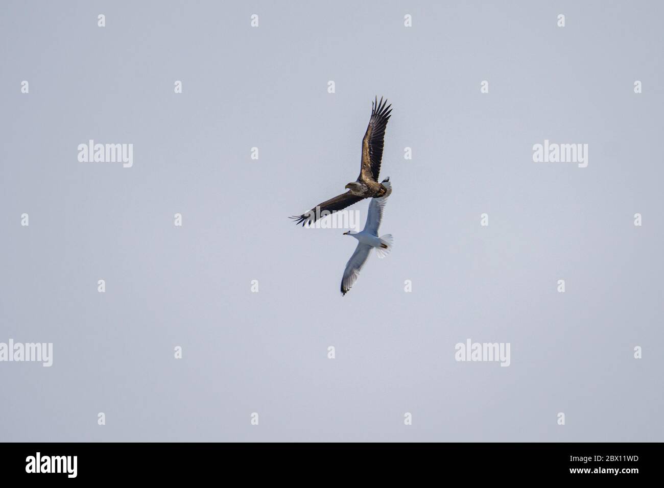 Seeadler, Haliaeetus albicilla und Möwe, Larus canus fliegen nebeneinander, Stora sjöfallets Nationalpark, Gällivare County, Swedis Stockfoto