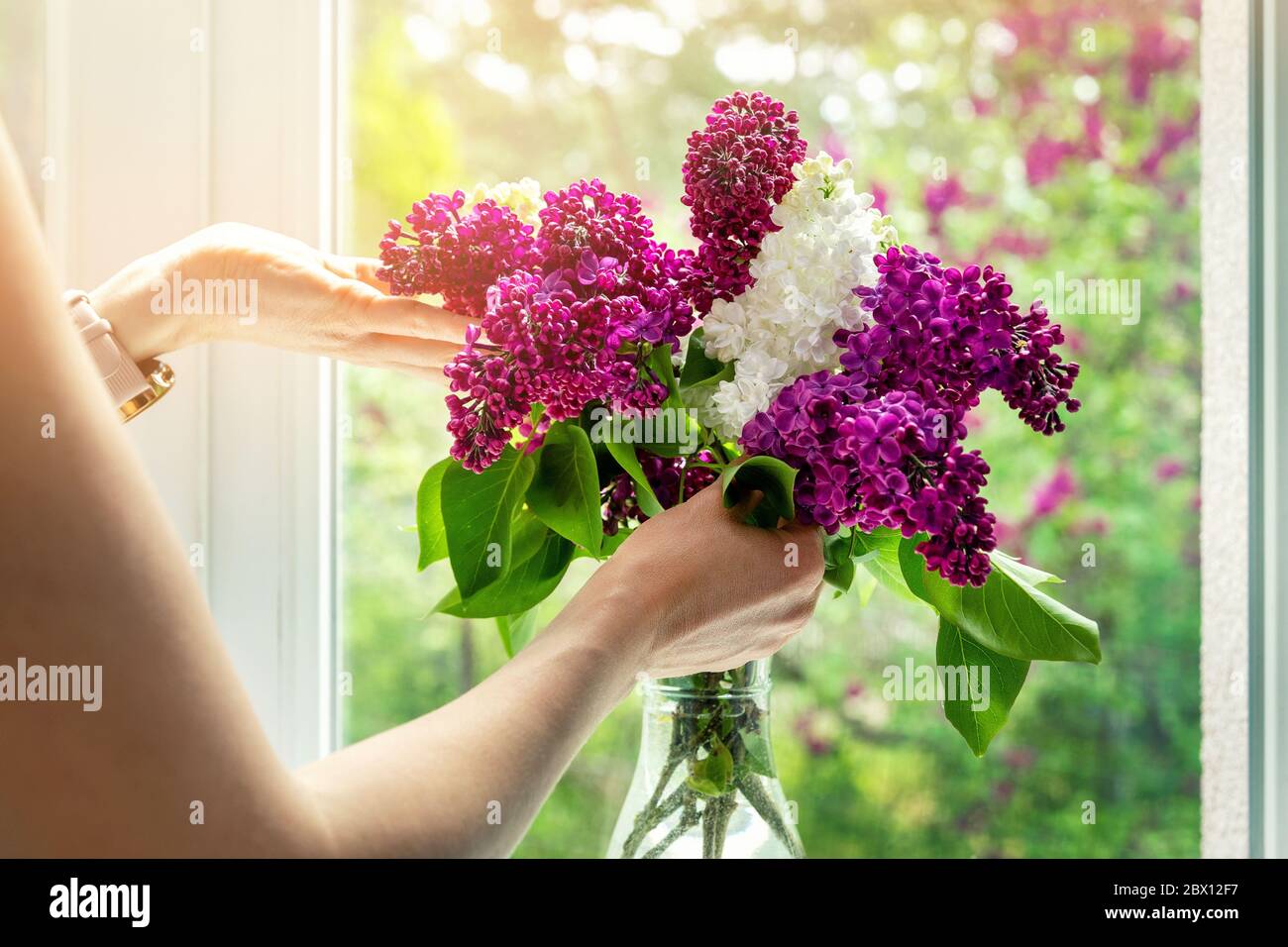 Frau arrangiert Fliederblumen in Vase auf Fensterbank zu Hause Stockfoto