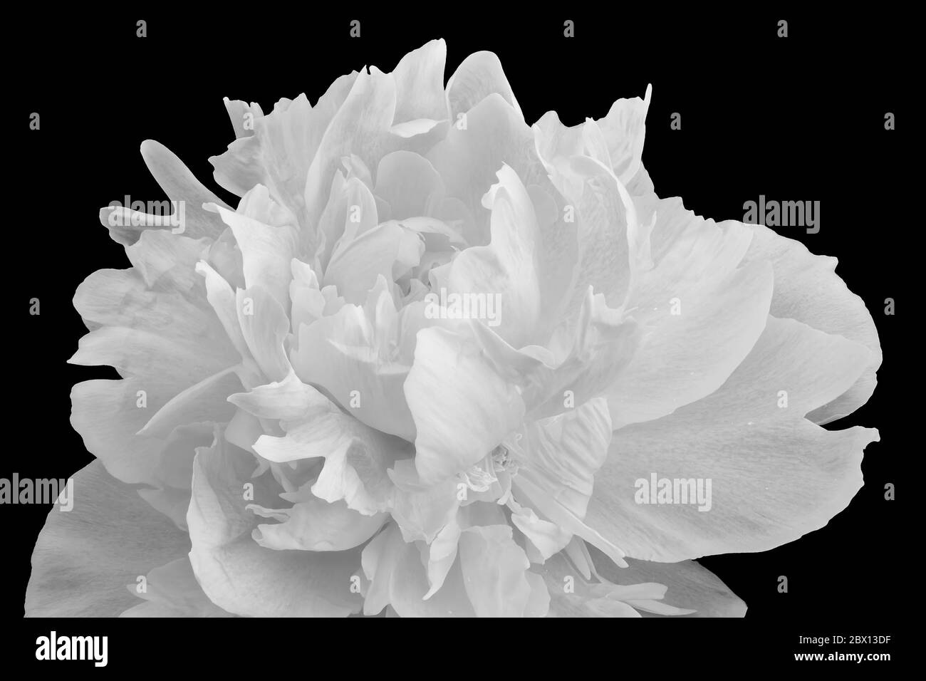 Isolierte monochrome einzelne weiße Pfingstrose Blüte auf schwarzem Hintergrund Stockfoto