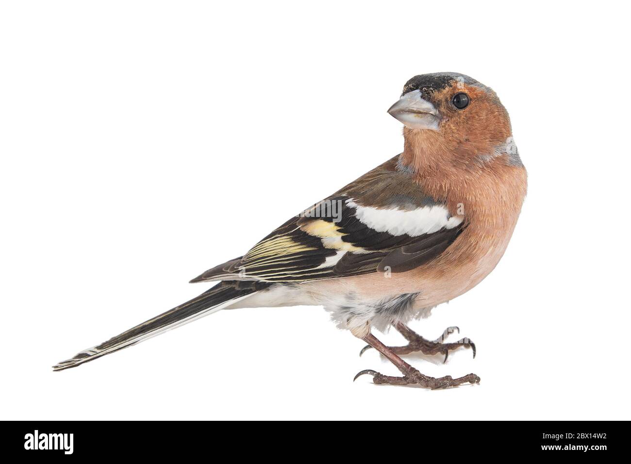 Männlicher Chaffinch, Fringilla Coelebs, isoliert auf weißem Hintergrund Stockfoto
