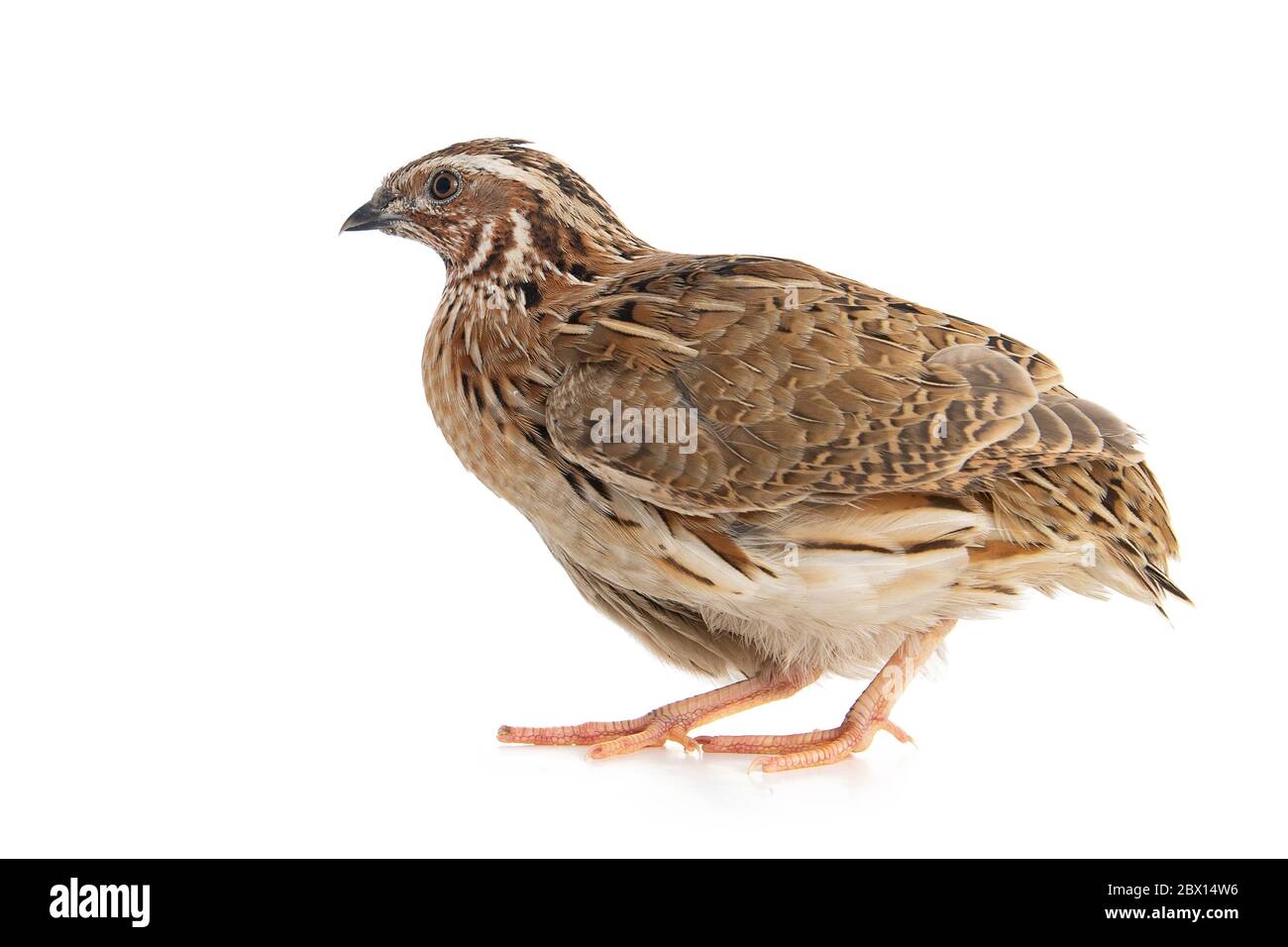 Wachtel, Coturnix coturnix, isoliert auf weißem Hintergrund. Stockfoto