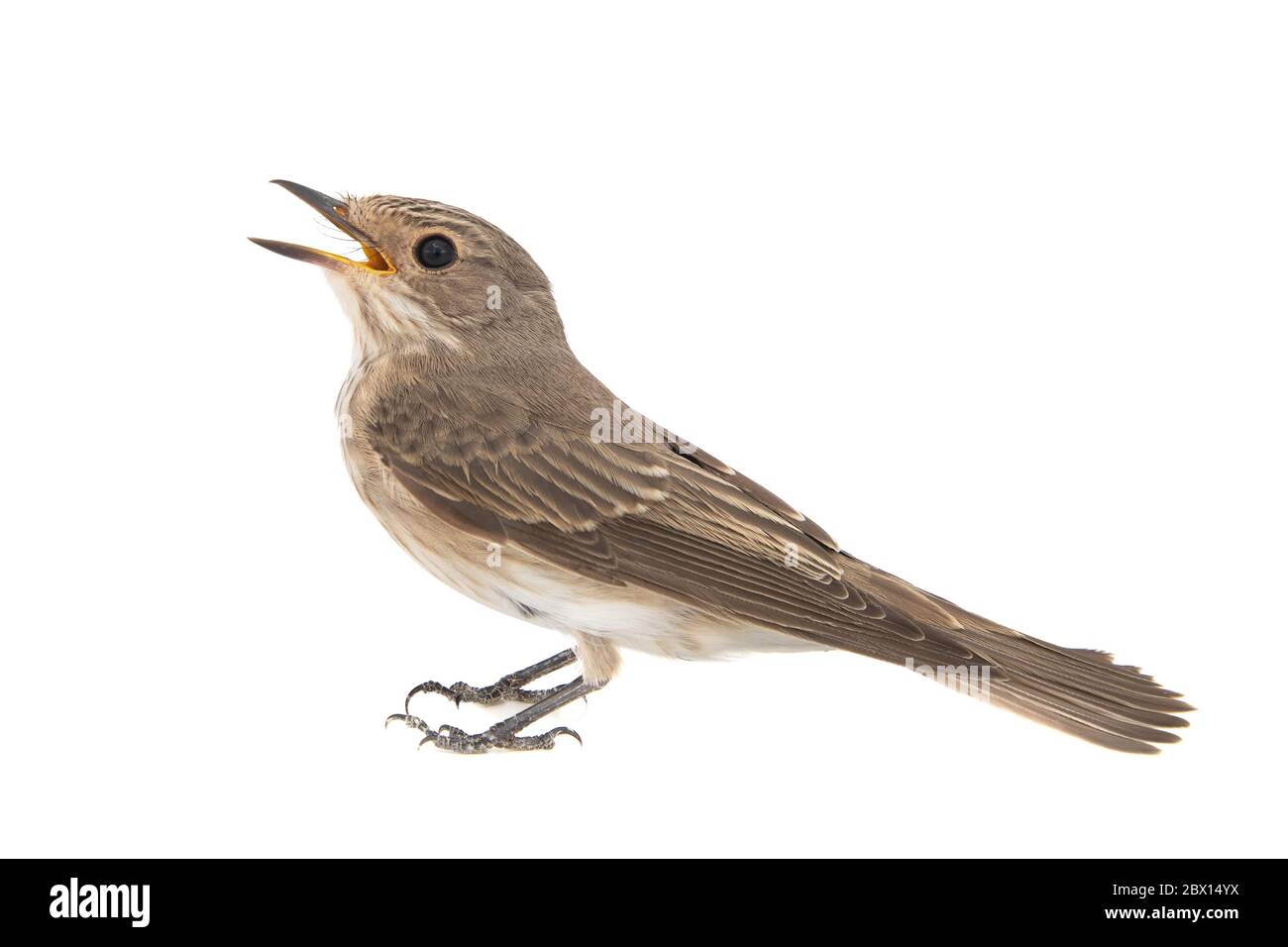 Gefleckte Fliegenschnäpper, Muscicapa striata, isoliert auf weißem Hintergrund. Stockfoto