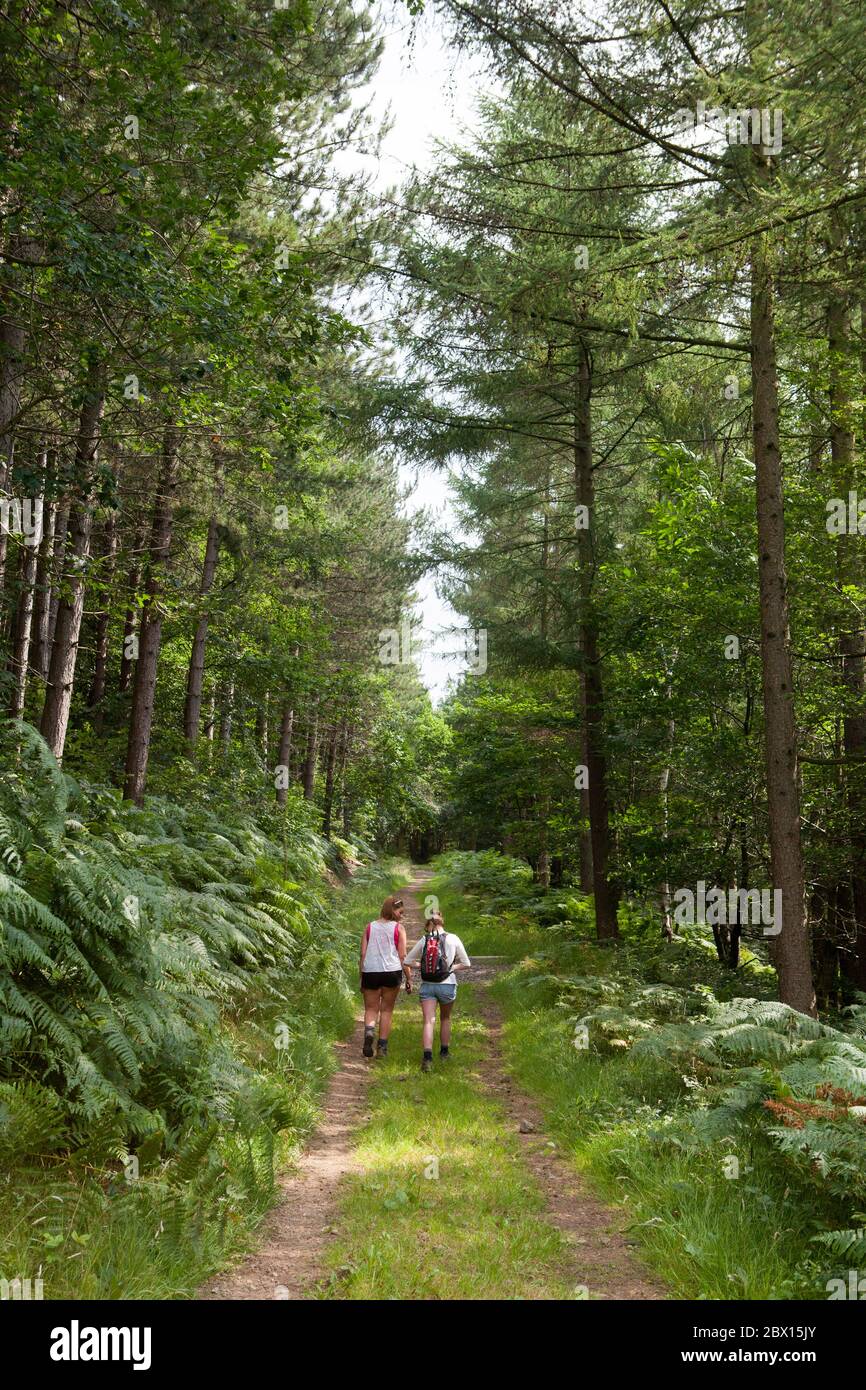 Zwei Wanderinnen wandern auf einem Pfad durch den Wharncliffe Woods im Don Valley, South Yorkshire Stockfoto