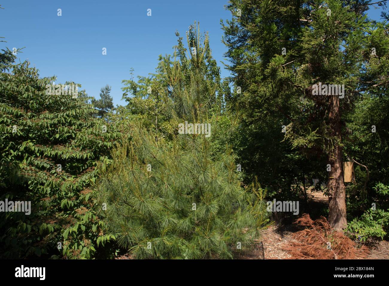 Grüne Blätter eines Evergreen Nadelbaum oder chinesische weiße Kiefer (Pinus armandii) wächst in einem Garten im ländlichen England, Großbritannien Stockfoto