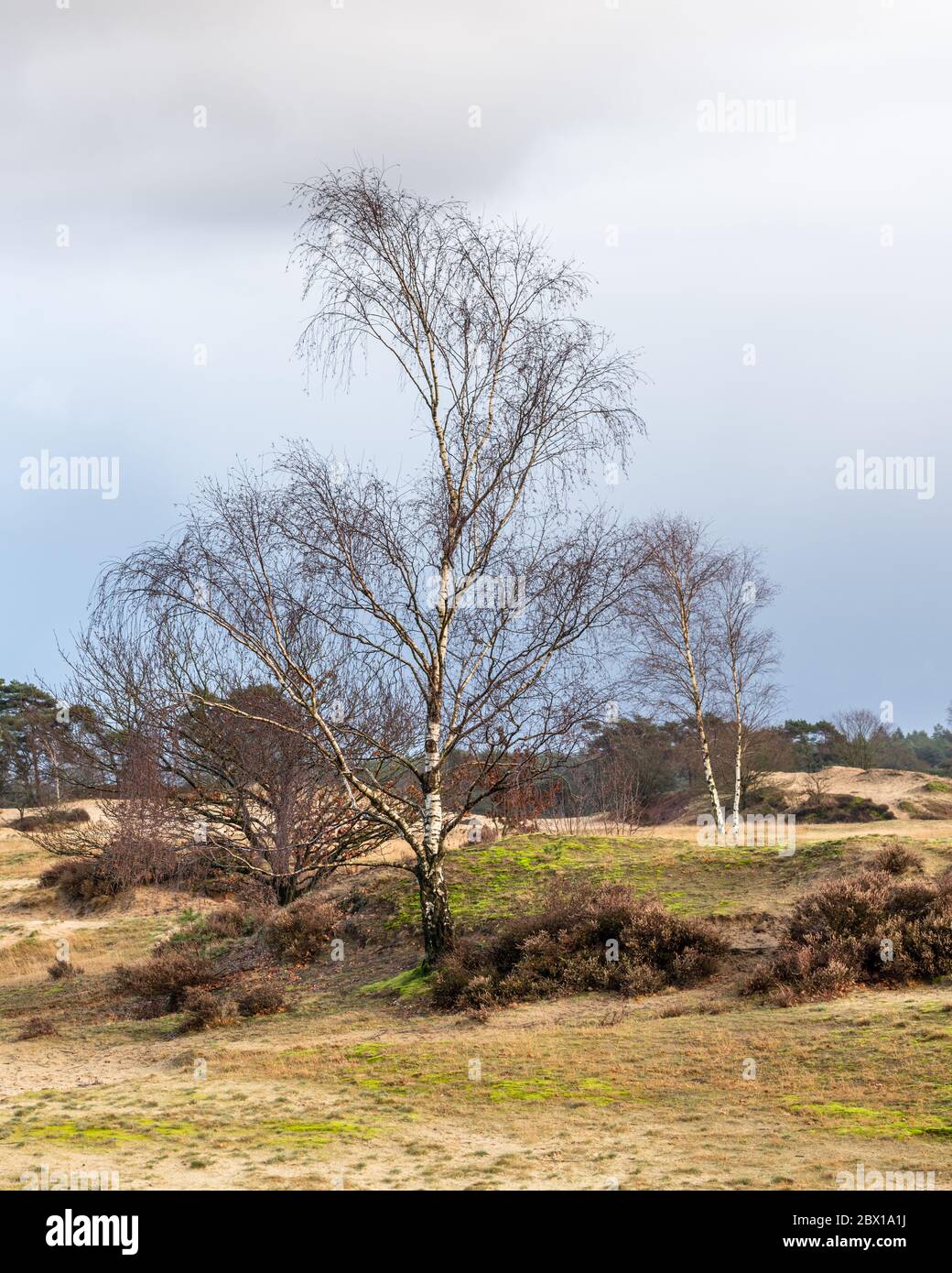 Silberbirken (betula) wachsen in den sandigen Hügeln von Kootwijkerzand an der Veluwe in den Niederlanden. Stockfoto