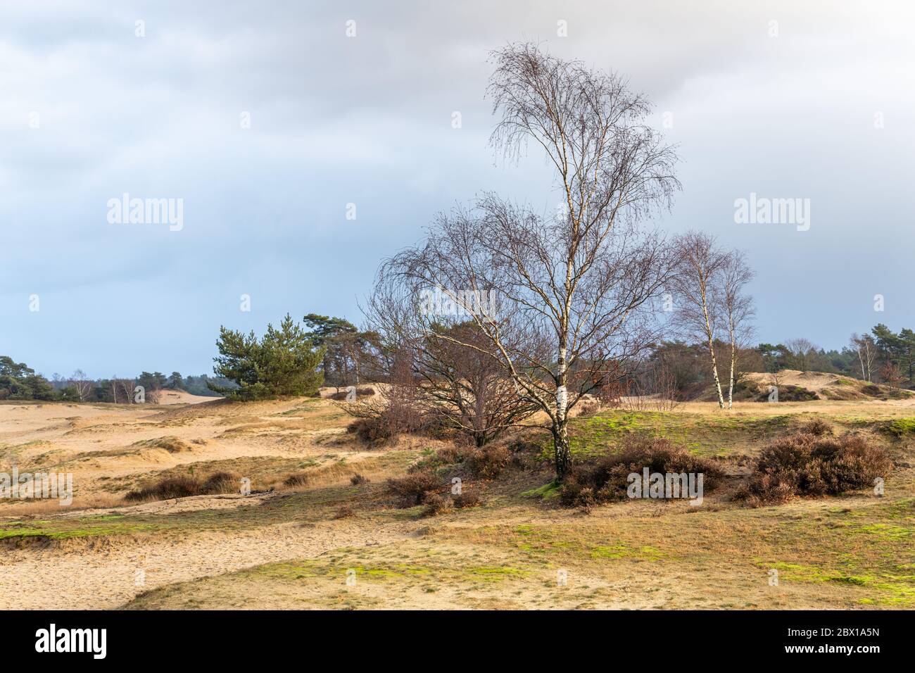 Eine silberne Birke (betula pendula) steht in den sandigen Hügeln von Kootwijkerzand an der Veluwe in den Niederlanden. Stockfoto