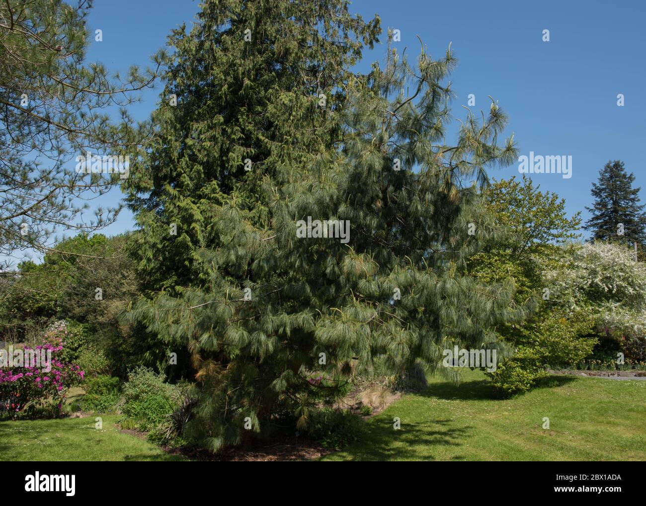 Grüne Blätter eines Evergreen Nadelbaum oder chinesische weiße Kiefer (Pinus armandii) wächst in einem Garten im ländlichen England, Großbritannien Stockfoto