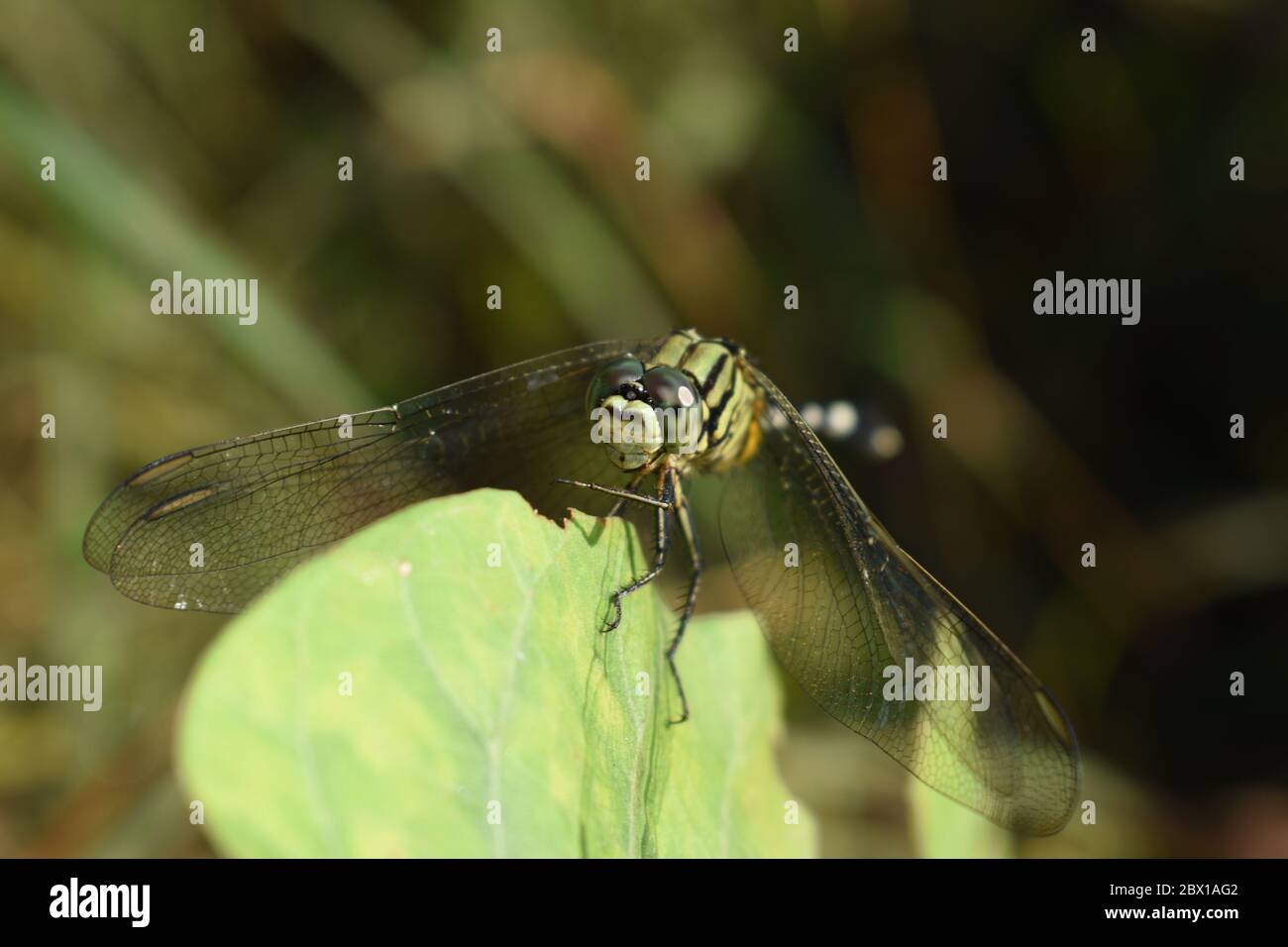 Schwarz gestreifte grüne Libelle, die am Rand des grünen Blattes thront. Schlanker Skimmer. Stockfoto