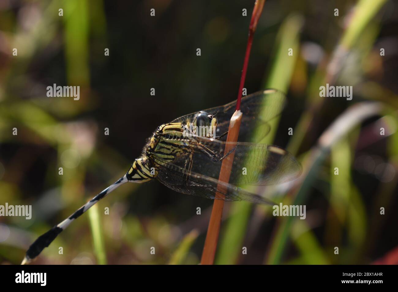 Schwarz gestreifte grüne Libelle, die auf Gras thront. Schlanker Skimmer. Stockfoto