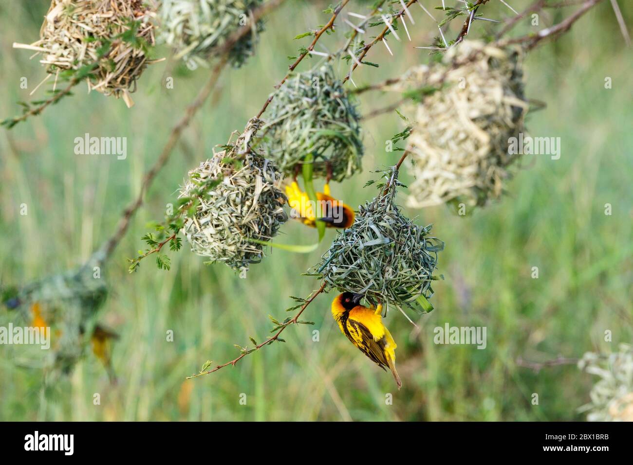 Dorfwebervögel an ihren gewebten Nestern Stockfoto