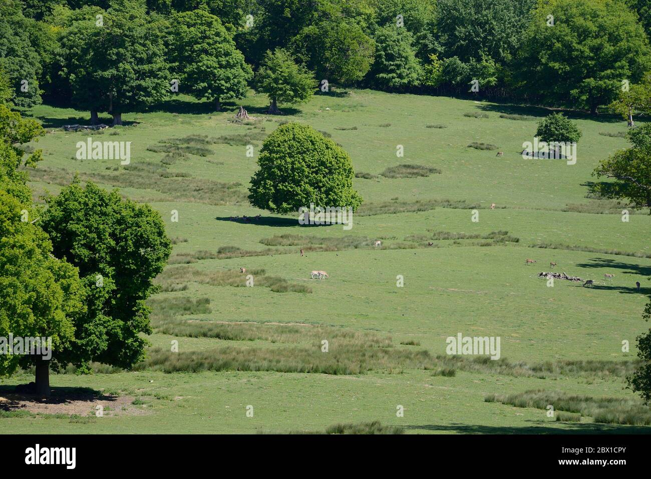 Boughton Monchelsea Village, Kent, Großbritannien. Hirschpark mit Damhirsch vom Kirchhof aus gesehen Stockfoto