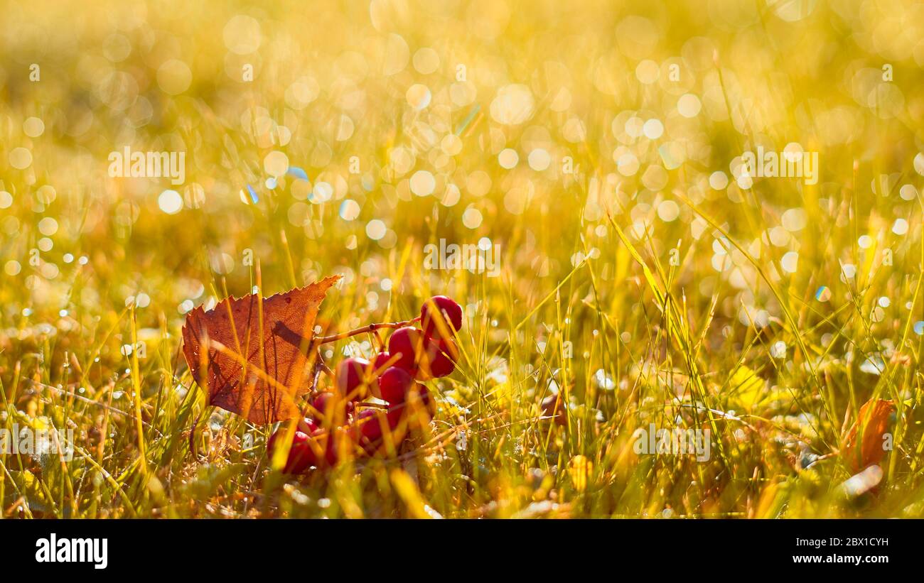 Herbst, Herbst Banner mit orangefarbenem Feldgras, Blättern und Beeren in Sonnenuntergang Strahlen Stockfoto