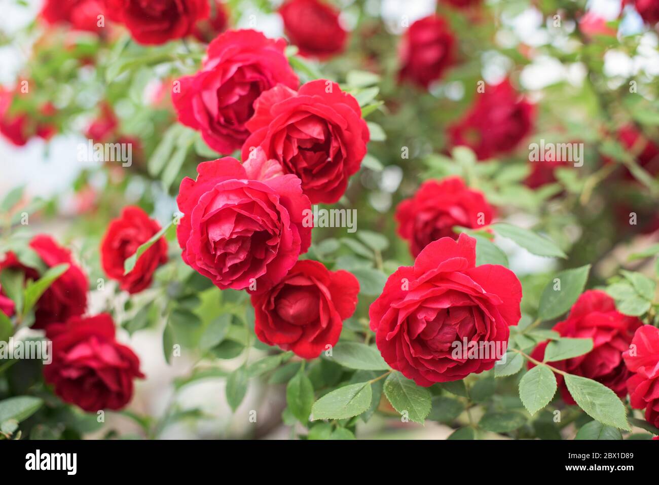 Teil des roten Rosenbusches mit vielen wunderschönen roten Blüten und grünen Blättern Stockfoto