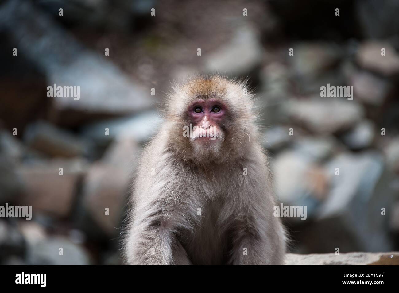 Japanischer Makaken oder japanischer Schneemöffe beim Baden in Onsen heißen Quellen in der Nähe von Nagano, Japan. Porträt einer Frau, die die Kamera anschaut Stockfoto