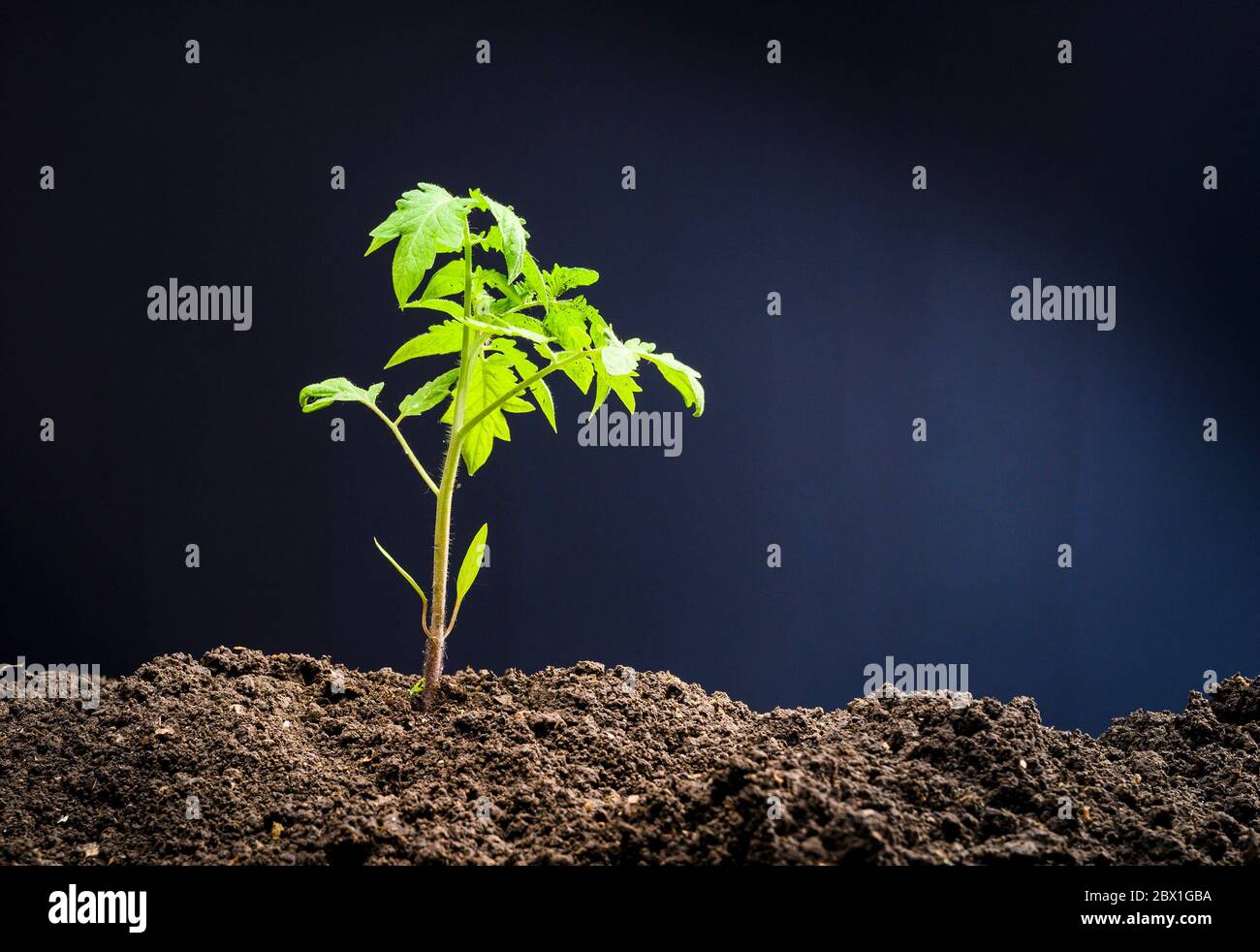 Nahaufnahme von jungen Tomaten Sämling, die gerade gepflanzt wurde Stockfoto