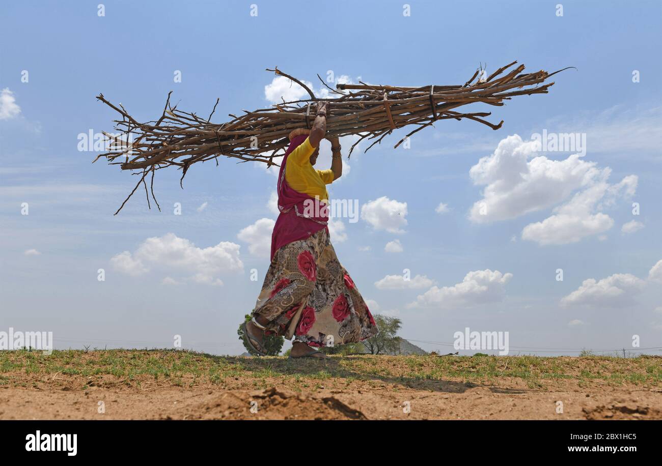 Ajmer, Rajasthan, Indien - 4. Juni 2020: Rajasthani Frau mit Feuerholz auf ihrem Kopf am Vorabend des Weltumwelttags, während der laufenden COVID-19 landesweiten Lockdown, am Rande von Ajmer. Kredit: Sumit Saraswat/ Alamy Live News Stockfoto