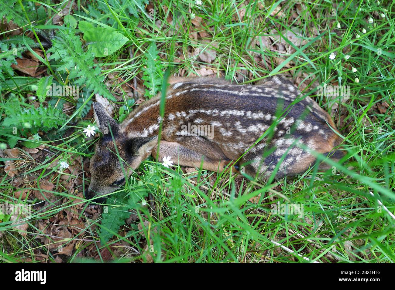 Europäischer Reh-Deerkitz (Capreolus capreolus), ausrangiert, wenige Tage altes Rehkitz liegt auf einer Wiese, Nordrhein-Westfalen, Deutschland Stockfoto