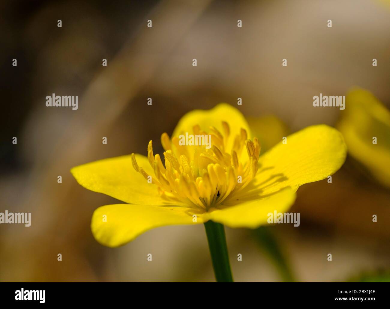 Blume der Ringelblume (Caltha palustris), Oberbayern, Bayern, Deutschland Stockfoto