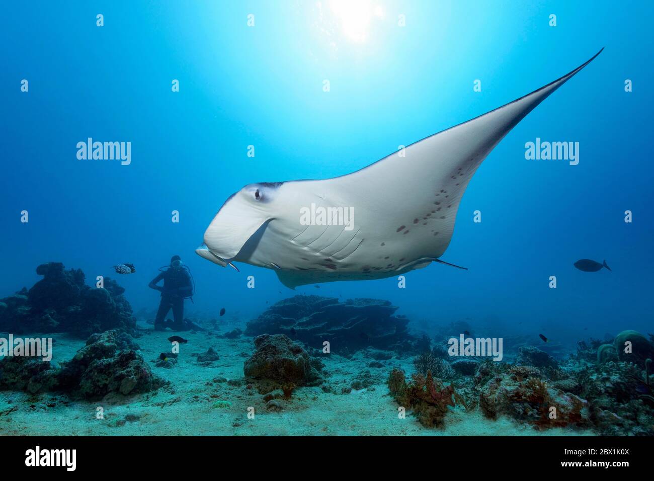 Taucher beobachten Riff Manta Rochen (Mobula alfredi), Great Barrier Reef, UNESCO-Weltkulturerbe, Korallenmeer, Pazifik, Australien Stockfoto