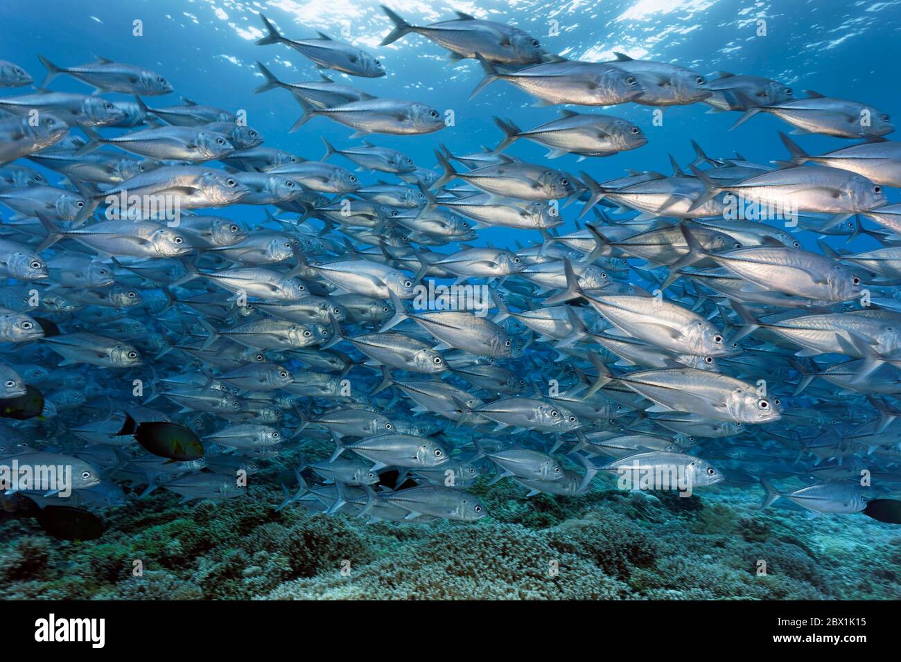 Fischschwarm Bigeye trevallies (Caranx sexfasciatus) schwimmt über Korallenriff, Great Barrier Reef, UNESCO-Welterbe, Korallenmeer, Pazifik, Australien Stockfoto