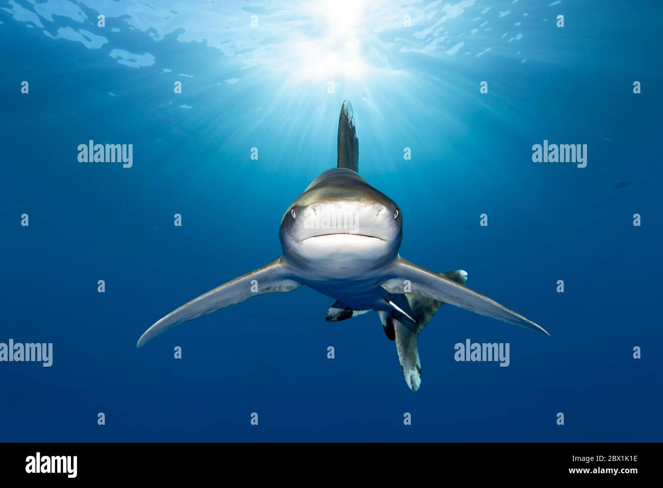 Ozeanischer Weißspitzenhai (Carcharhinus longimanus) von vorne, Rücklicht, Great Barrier Reef, UNESCO-Welterbe, Korallenmeer, Pazifik, Australien Stockfoto