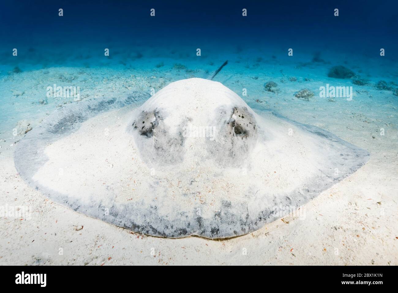 Schwarzfleckige Stachelrochen oder (Taeniura meyeni) oder (Taeniurops meyeni) liegt mit Sand getarnt auf sandigen Boden, Great Barrier Reef, UNESCO World Stockfoto