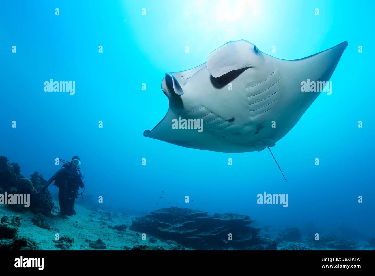 Taucher beobachten Riff Manta Rochen (Mobula alfredi), Great Barrier Reef, UNESCO-Weltkulturerbe, Korallenmeer, Pazifik, Australien Stockfoto