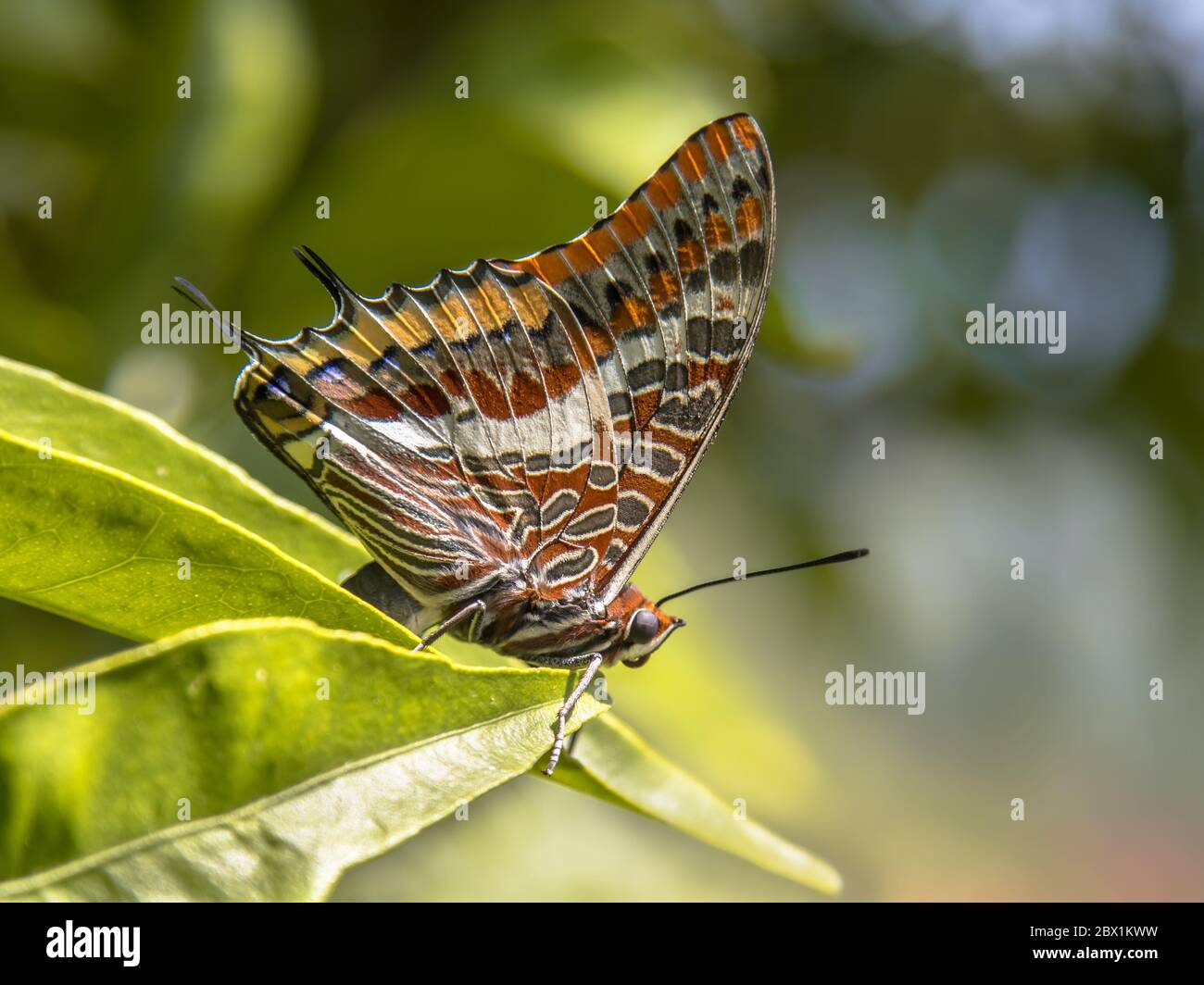 Zweischwänziger pasha (Charaxes jasius) Schmetterling thront auf grünen Blättern in der Sonne Stockfoto