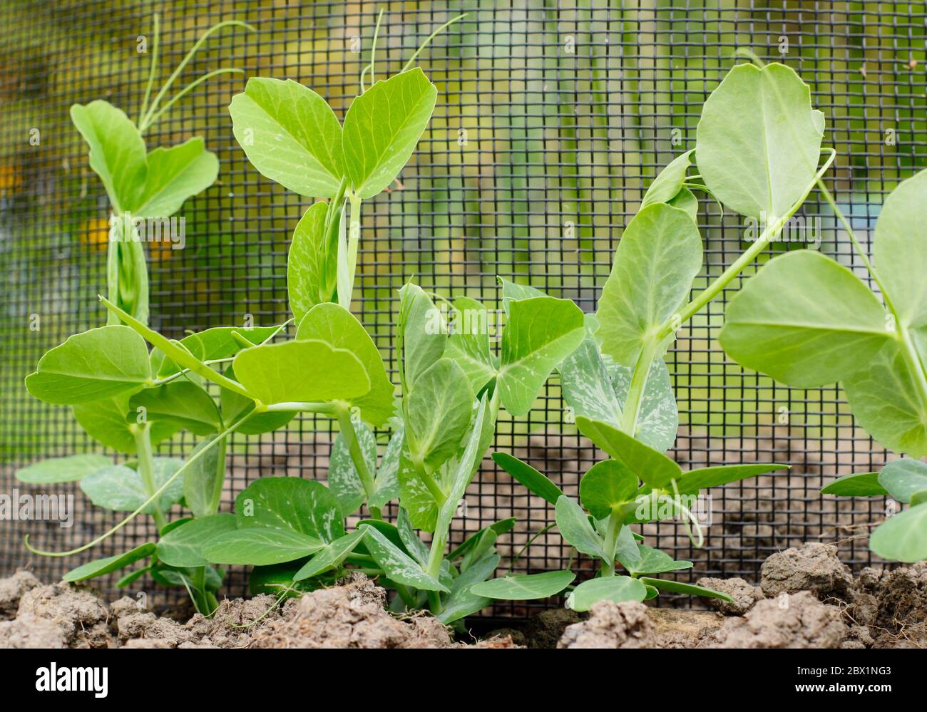 Pisum sativum 'Kelvedon Wonder'. Junge Erbsenpflanzen wachsen Netzstützen in einem heimischen Gemüsegarten. GROSSBRITANNIEN Stockfoto