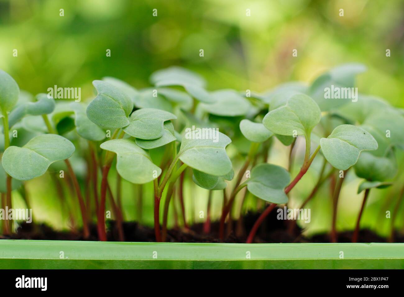 Raphanus sativus 'French Breakfast' Sämlinge wachsen in einem recycelten Kunststoff-Lebensmittelbehälter Stockfoto