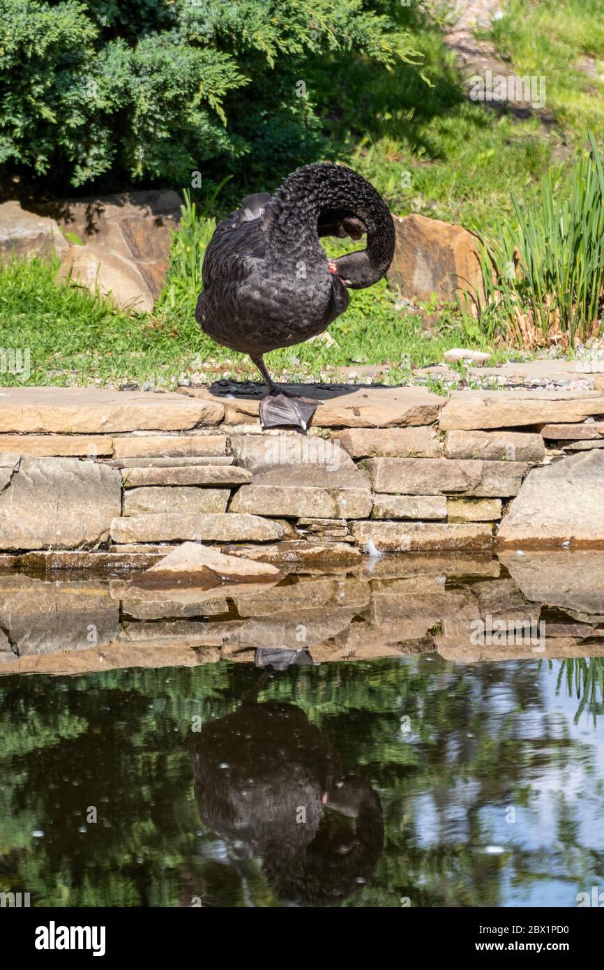 Schwarzer Schwanenvogel, der auf einem Bein steht und Federn in der Nähe des Wasserteiches am sonnigen Sommertag reinigt. Schöne Reflexion Stockfoto