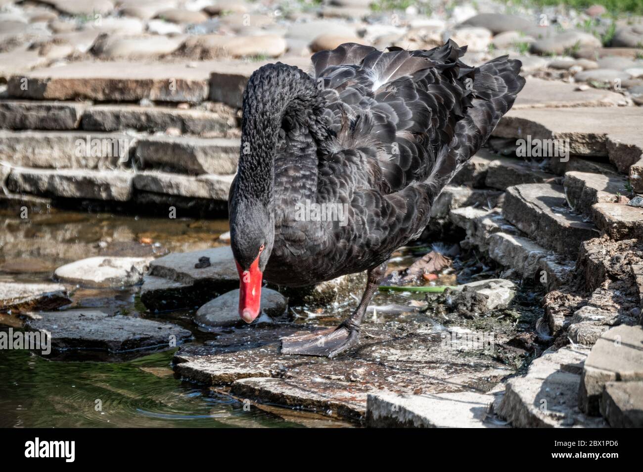 Schwarzer Schwanenvogel steht am sonnigen Sommertag in der Nähe von Wasserteich und Steinen Stockfoto