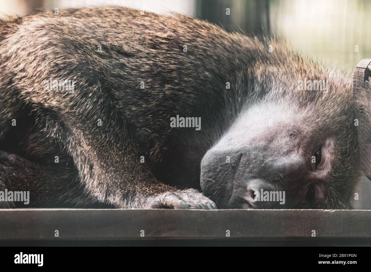 Pavian Monkey close-up traurig legen Porträt mit verschwommenem Hintergrund Stockfoto