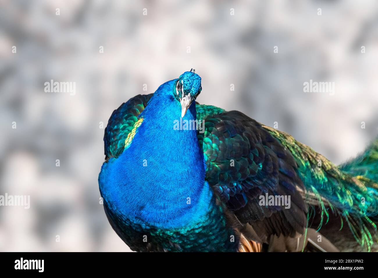 Blauer Pfauenvogel männlicher Pfau Vorderansicht mit langen fächerartigen Wappenfedern mit bunten Augenmuschel, die in der Kamera auf unscharfem Hintergrund schauen Stockfoto