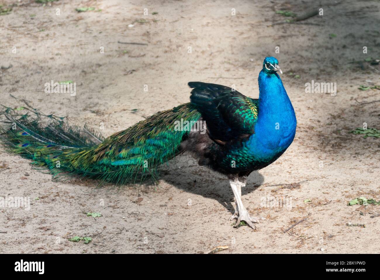Blauer Pfauenvogel männlicher Pfau mit langen fächerartigen Wappenfedern mit bunten Augenmuschel geht anmutig auf verschwommenem Hintergrund Stockfoto
