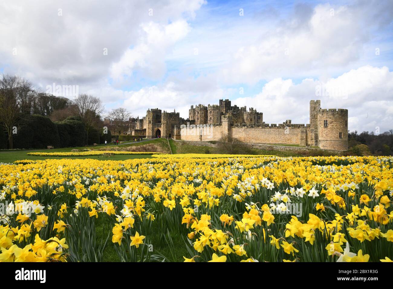 Alnwick Castle in Northumberland mit Narzissen in voller Blüte 02-4-19 Stockfoto