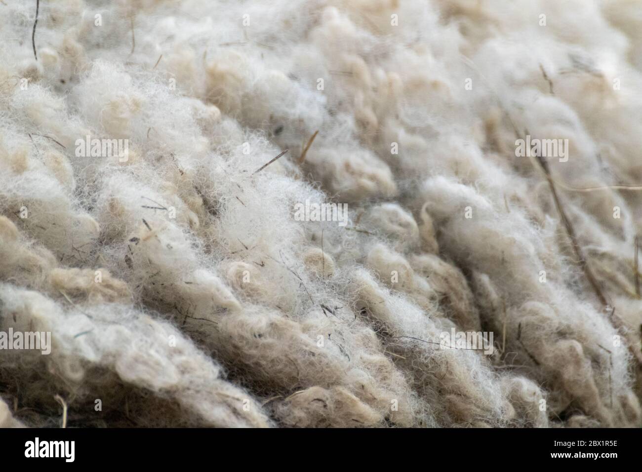 Weiße flauschige Schafspelz Nahaufnahme mit Heu in ihm stecken. Makro mit Wollmuster von Haustiertieren Stockfoto