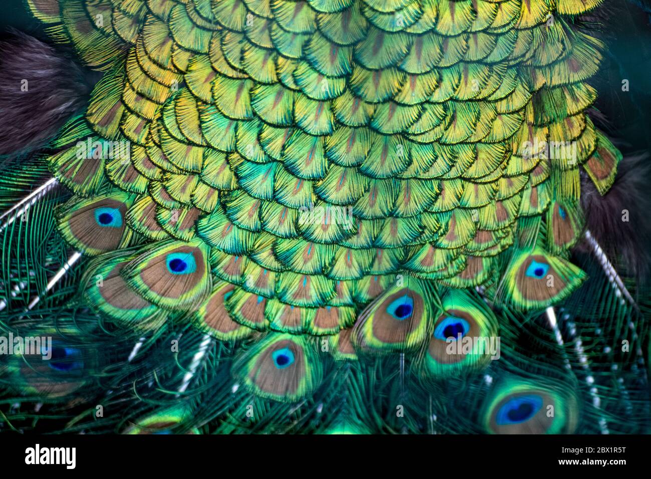 Blau Pfauenvogel Männchen Pfau lange Fan-like Wappen Federn mit bunten Augentönen Muster Makro Stockfoto