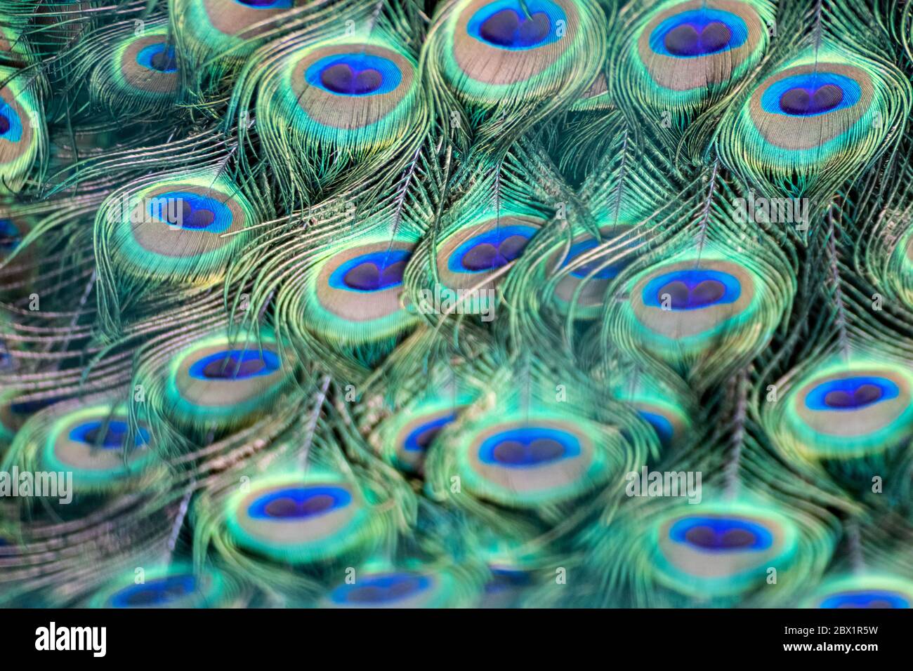 Blau Pfauenvogel Männchen Pfau lange Fan-like Wappen Federn mit bunten Augentönen Muster Makro Stockfoto