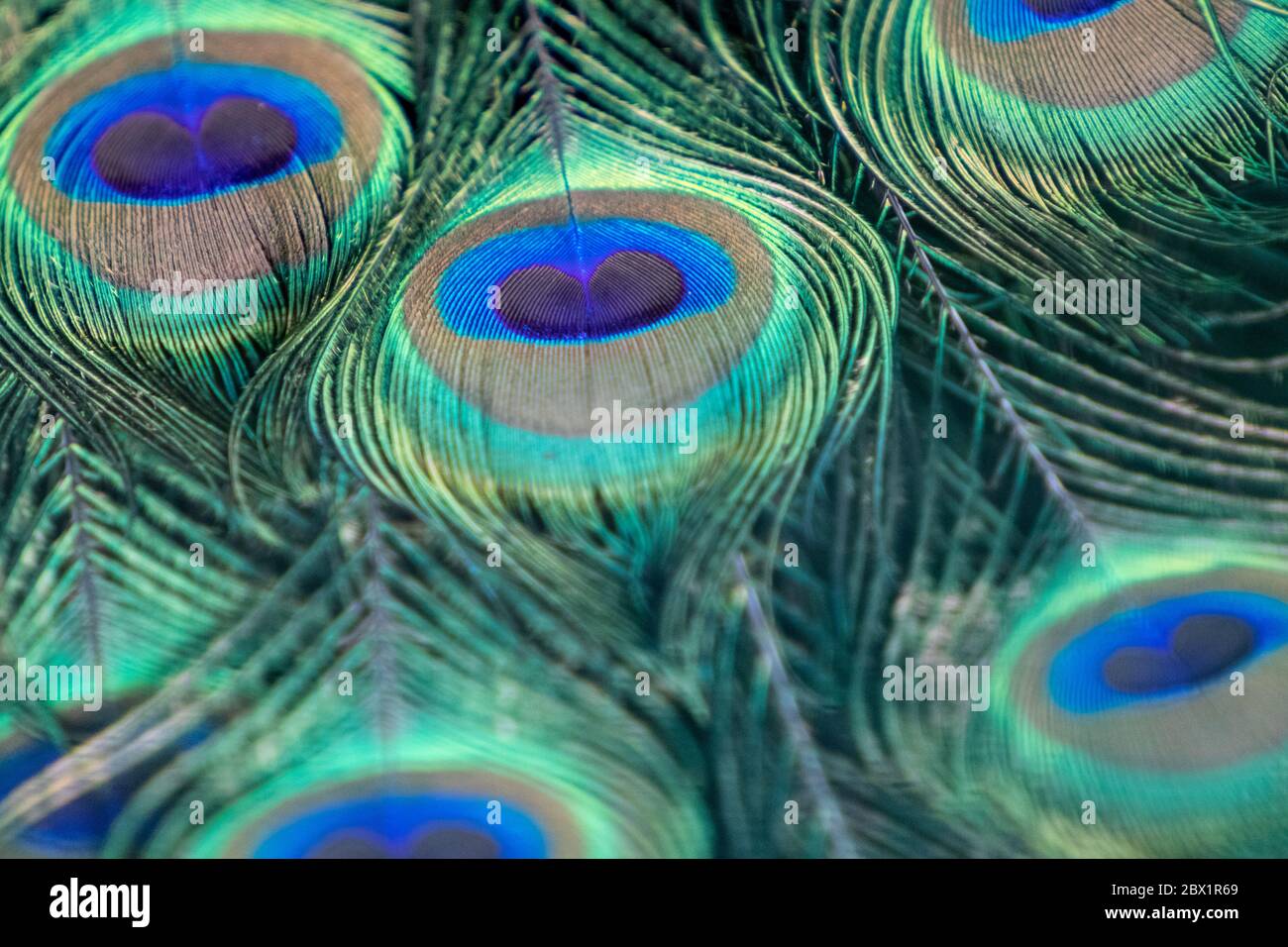Blau Pfauenvogel Männchen Pfau lange Fan-like Wappen Federn mit bunten Augentönen Muster Makro Stockfoto