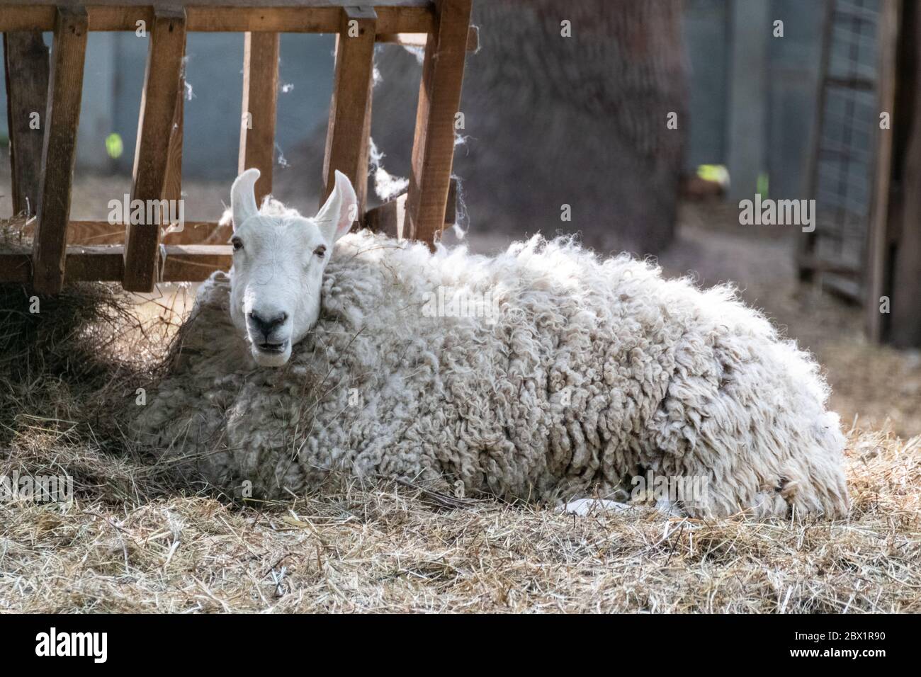 Weiße flauschige Schafe ruhen im Heu in der Nähe von Futterhäuschen auf dem Bauernhof. Haustiere legen sich nieder Stockfoto