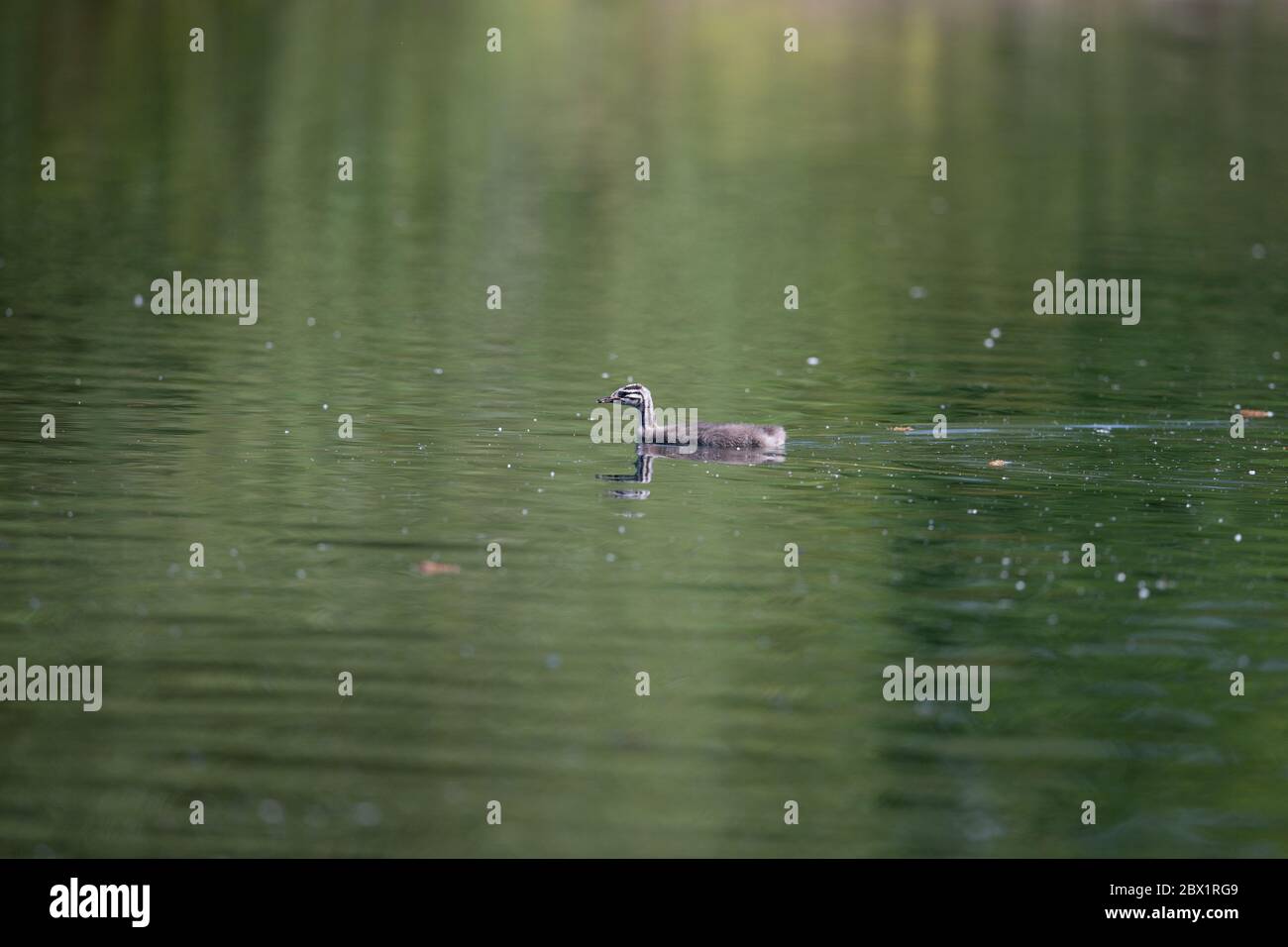 Great Crested Grebes uk auf See Stockfoto